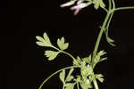 Ramping fumitory